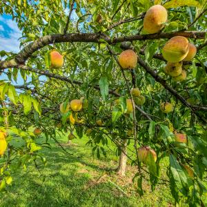 Photo #67 of SOLD property in 1254 Anglin Mill Rd, Stoneville, NC 44.5 acres