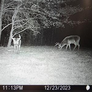 Photo #86 of SOLD property in 1254 Anglin Mill Rd, Stoneville, NC 44.5 acres