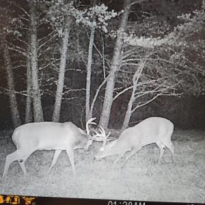 Photo #89 of SOLD property in 1254 Anglin Mill Rd, Stoneville, NC 44.5 acres