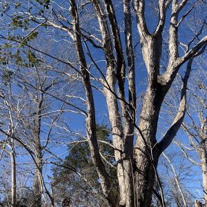 Photo #8 of SOLD property in Off Reed Road, South Hill, VA 59.6 acres