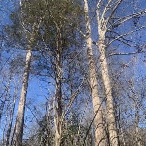Photo #14 of SOLD property in Off Reed Road, South Hill, VA 59.6 acres