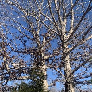 Photo #19 of SOLD property in Off Reed Road, South Hill, VA 59.6 acres