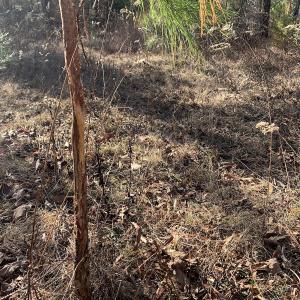 Photo #21 of SOLD property in Off Reed Road, South Hill, VA 59.6 acres