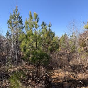 Photo #22 of SOLD property in Off Reed Road, South Hill, VA 59.6 acres