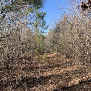 Photo #23 of SOLD property in Off Reed Road, South Hill, VA 59.6 acres