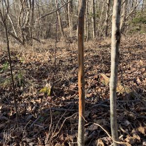 Photo #25 of SOLD property in Off Reed Road, South Hill, VA 59.6 acres