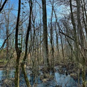 Photo #17 of SOLD property in Off Halls Creek Rd, Elizabeth City, NC 75.6 acres