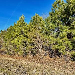 Photo #34 of SOLD property in Off Halls Creek Rd, Elizabeth City, NC 75.6 acres
