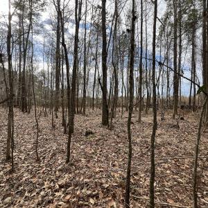 Photo #16 of 405 Batts Island Road, Edenton, NC 10.7 acres