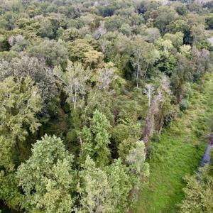 Photo #19 of SOLD property in Off NC 11 S, Ayden, NC 15.0 acres
