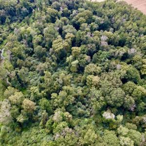 Photo #21 of SOLD property in Off NC 11 S, Ayden, NC 15.0 acres