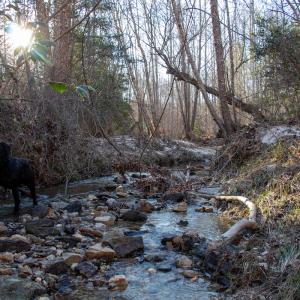 Photo #21 of Off Western Mill Rd, Lawrenceville, VA 40.0 acres