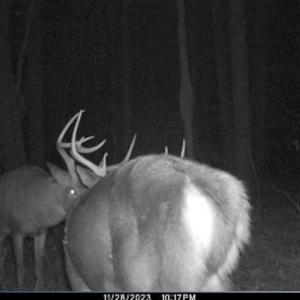 Photo #28 of Off Western Mill Rd, Lawrenceville, VA 40.0 acres