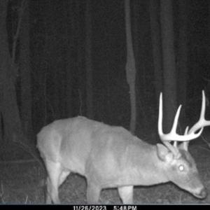 Photo #29 of Off Western Mill Rd, Lawrenceville, VA 40.0 acres