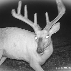Photo #30 of Off Western Mill Rd, Lawrenceville, VA 40.0 acres