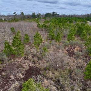Photo #19 of SOLD property in Off Highway 55, Dover, NC 47.2 acres