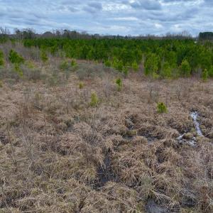 Photo #4 of SOLD property in Off Highway 55, Dover, NC 47.2 acres