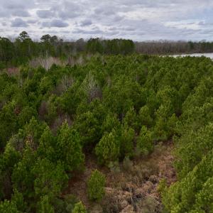 Photo #9 of SOLD property in Off Highway 55, Dover, NC 47.2 acres
