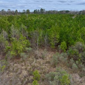 Photo #28 of SOLD property in Off Highway 55, Dover, NC 47.2 acres