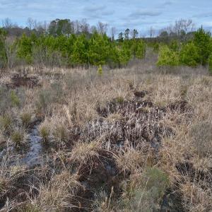 Photo #31 of SOLD property in Off Highway 55, Dover, NC 47.2 acres