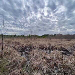Photo #35 of SOLD property in Off Highway 55, Dover, NC 47.2 acres