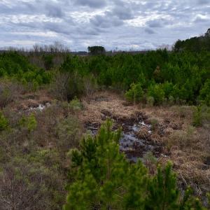 Photo #37 of SOLD property in Off Highway 55, Dover, NC 47.2 acres