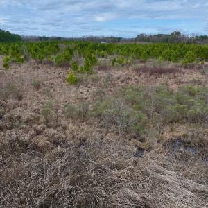Photo #39 of SOLD property in Off Highway 55, Dover, NC 47.2 acres