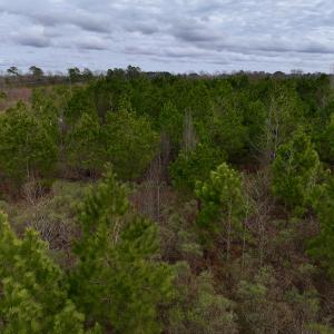 Photo #44 of SOLD property in Off Highway 55, Dover, NC 47.2 acres