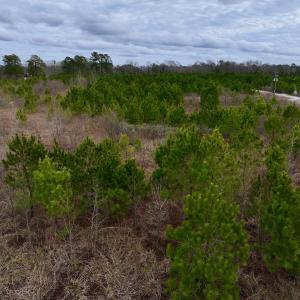 Photo #46 of SOLD property in Off Highway 55, Dover, NC 47.2 acres