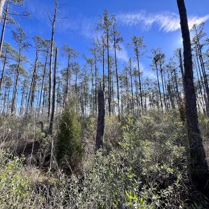 Photo #15 of SOLD property in Off Sladesville Credle Rd, Scranton, NC 36.9 acres