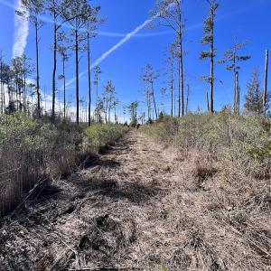 Photo #16 of SOLD property in Off Sladesville Credle Rd, Scranton, NC 36.9 acres