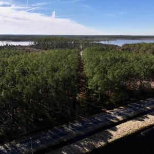 Photo #3 of SOLD property in Off Sladesville Credle Rd, Scranton, NC 36.9 acres