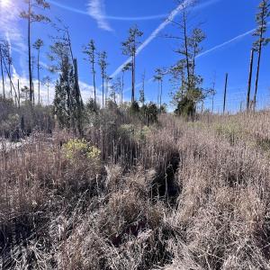 Photo #7 of SOLD property in Off Sladesville Credle Rd, Scranton, NC 36.9 acres