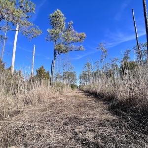 Photo #8 of SOLD property in Off Sladesville Credle Rd, Scranton, NC 36.9 acres