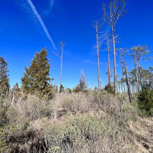 Photo #9 of SOLD property in Off Sladesville Credle Rd, Scranton, NC 36.9 acres