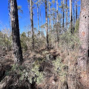 Photo #28 of SOLD property in Off Sladesville Credle Rd, Scranton, NC 36.9 acres