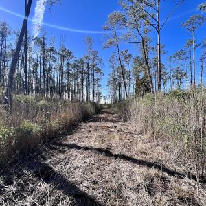 Photo #29 of SOLD property in Off Sladesville Credle Rd, Scranton, NC 36.9 acres