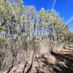 Photo #30 of SOLD property in Off Sladesville Credle Rd, Scranton, NC 36.9 acres