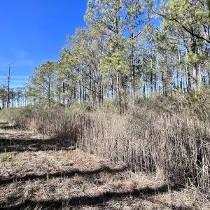 Photo #31 of SOLD property in Off Sladesville Credle Rd, Scranton, NC 36.9 acres