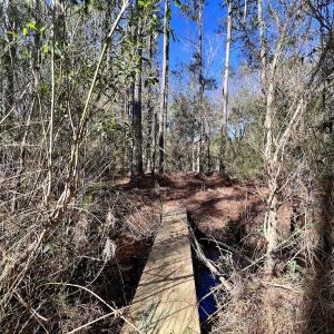 Photo #32 of SOLD property in Off Sladesville Credle Rd, Scranton, NC 36.9 acres