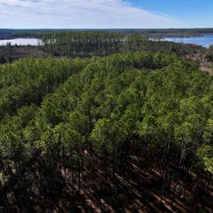 Photo #34 of SOLD property in Off Sladesville Credle Rd, Scranton, NC 36.9 acres