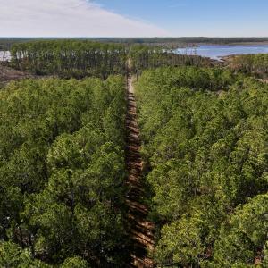 Photo #35 of SOLD property in Off Sladesville Credle Rd, Scranton, NC 36.9 acres