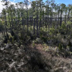 Photo #37 of SOLD property in Off Sladesville Credle Rd, Scranton, NC 36.9 acres