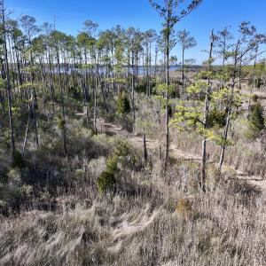 Photo #38 of SOLD property in Off Sladesville Credle Rd, Scranton, NC 36.9 acres
