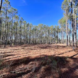 Photo #40 of SOLD property in Off Sladesville Credle Rd, Scranton, NC 36.9 acres