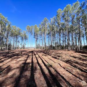 Photo #41 of SOLD property in Off Sladesville Credle Rd, Scranton, NC 36.9 acres