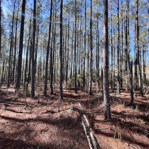 Photo #42 of SOLD property in Off Sladesville Credle Rd, Scranton, NC 36.9 acres