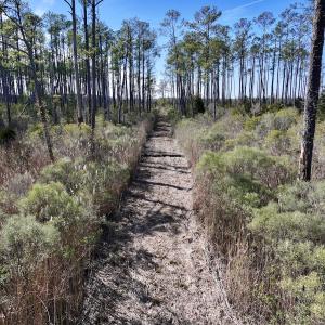 Photo #46 of SOLD property in Off Sladesville Credle Rd, Scranton, NC 36.9 acres