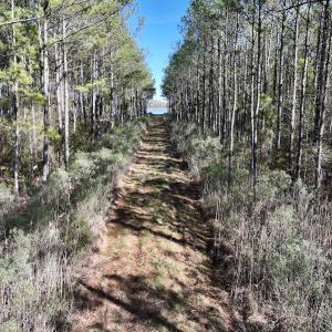 Photo #47 of SOLD property in Off Sladesville Credle Rd, Scranton, NC 36.9 acres