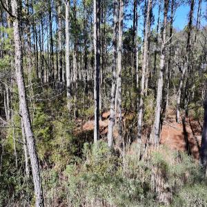 Photo #48 of SOLD property in Off Sladesville Credle Rd, Scranton, NC 36.9 acres